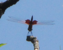 Tramea carolina