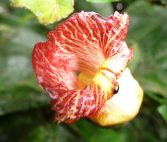 Costus laevis