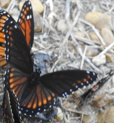 Limenitis arthemis x archippus