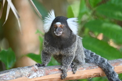 Common Marmoset photo 4