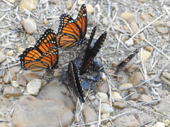Limenitis arthemis x archippus