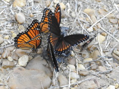 Limenitis arthemis x archippus
