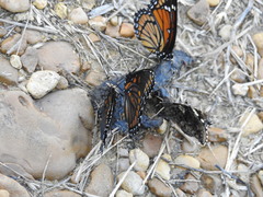 Limenitis arthemis x archippus