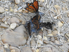 Limenitis arthemis x archippus