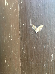 Elophila icciusalis