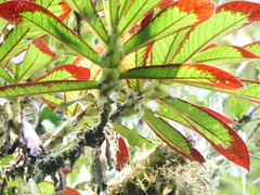 Columnea eburnea