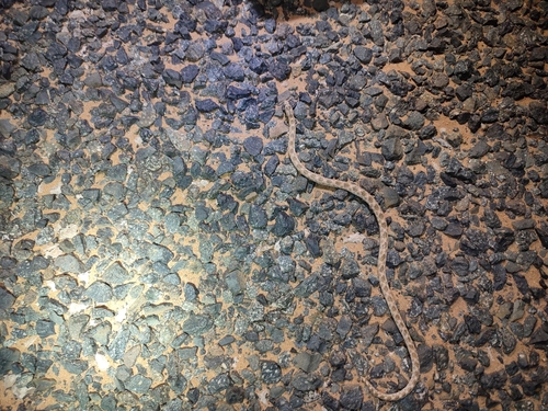 Awl-headed Snake