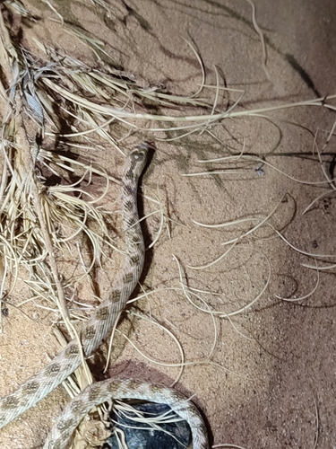 Awl-headed Snake