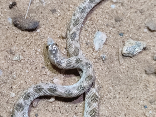 Awl-headed Snake