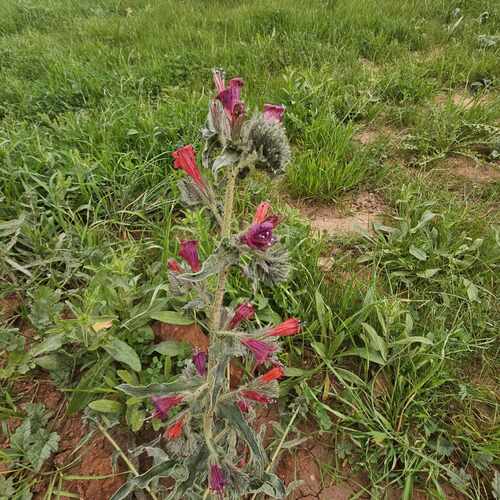 Narrow-leaved Viper's-bugloss