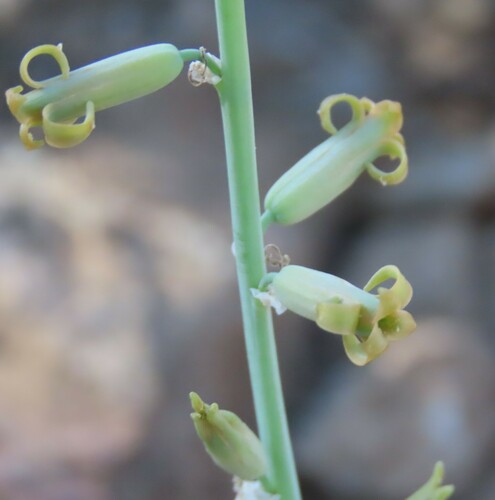 Dipcadi glaucum