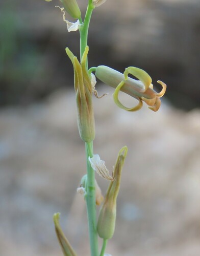 Dipcadi glaucum