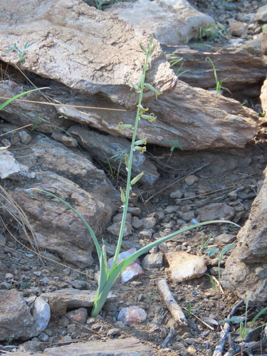 Dipcadi glaucum
