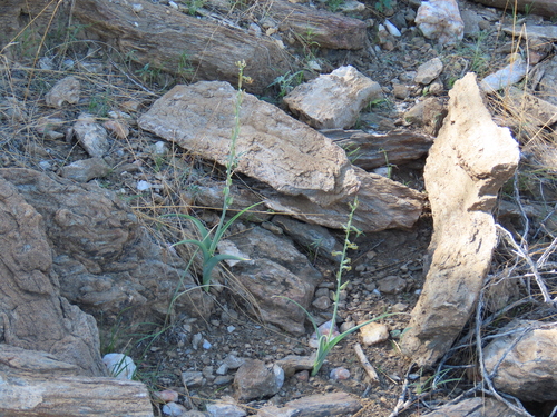 Dipcadi glaucum