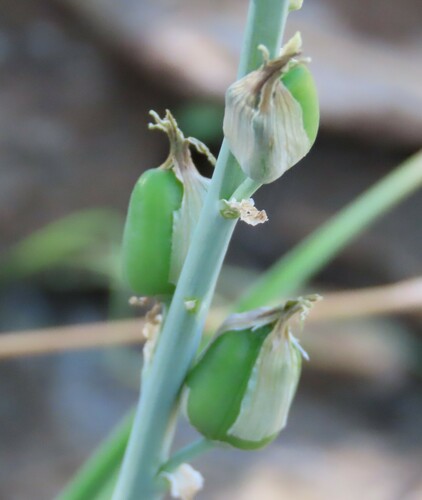 Dipcadi glaucum