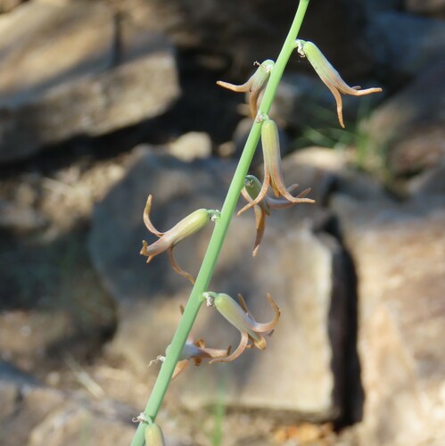 Dipcadi glaucum