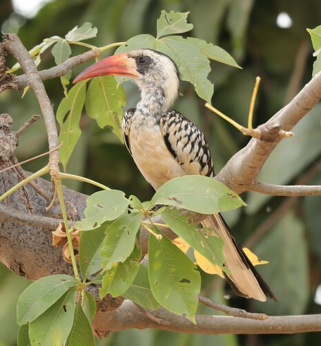 Western Red-billed Hornbill