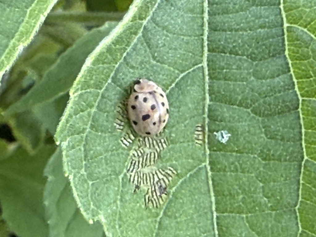 Chazeauiana vagula