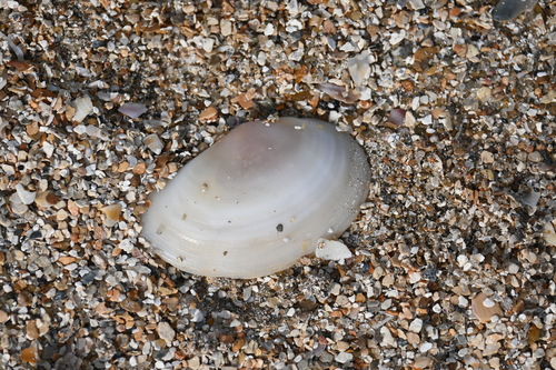 Sanguinolaria sanguinolenta, 2025-01-23