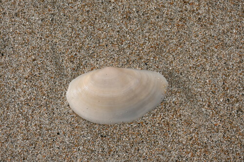 Sanguinolaria sanguinolenta, 2025-01-23