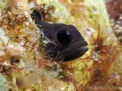 Seafan Blenny photo 3