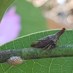 Aconophorini