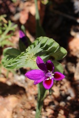 Lapeirousia pyramidalis regalis