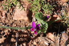 Lapeirousia pyramidalis regalis