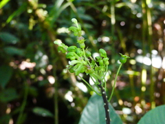 Burmeistera multiflora