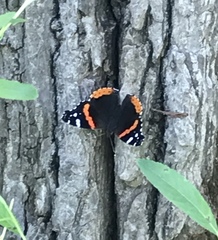 Vanessa atalanta