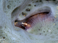 Weigt's Blenny photo 5