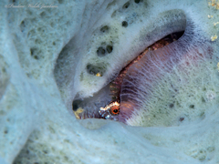 Weigt's Blenny photo 3