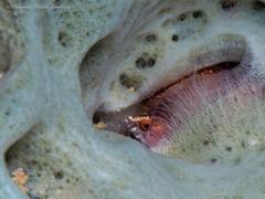 Weigt's Blenny photo 2