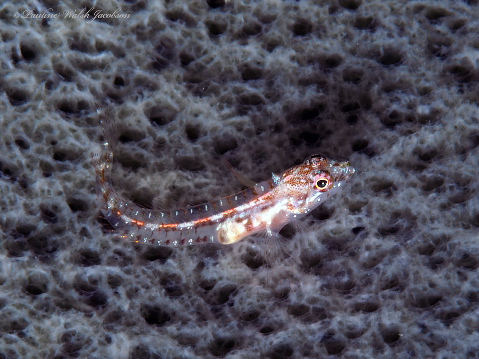 Seafan Blenny
