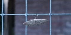 Idaea seriata