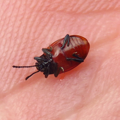 Endomychus biguttatus