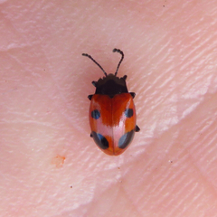 Endomychus biguttatus