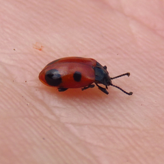 Endomychus biguttatus