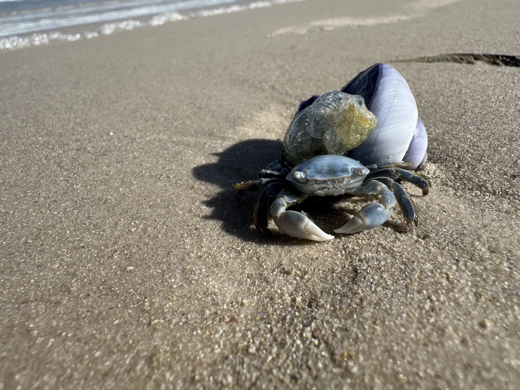Gulfweed Crab (Planes minutus)