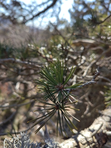 Image of Pinus uncinata by (c) Leo Cantiran, some rights reserved (CC BY)