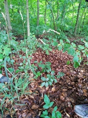 Dactylis glomerata lobata