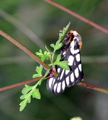 Hemileuca chinatiensis