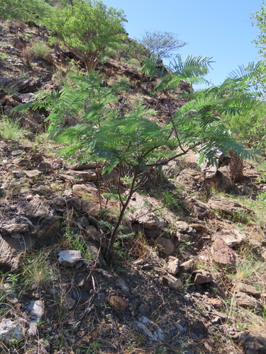 Image of Entada rangei by no rights reserved
