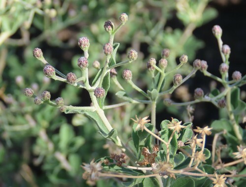 Image of Orbivestus cinerascens by no rights reserved
