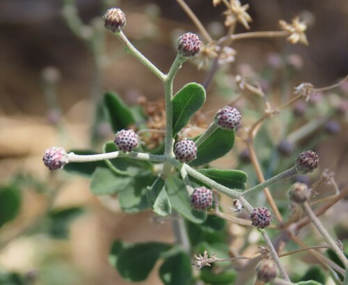 Grey-Leaved Vernonia (Orbivestus cinerascens)