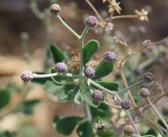Orb Plant (Orbivestus)