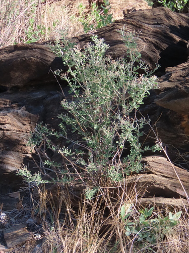 Image of Orbivestus cinerascens by no rights reserved