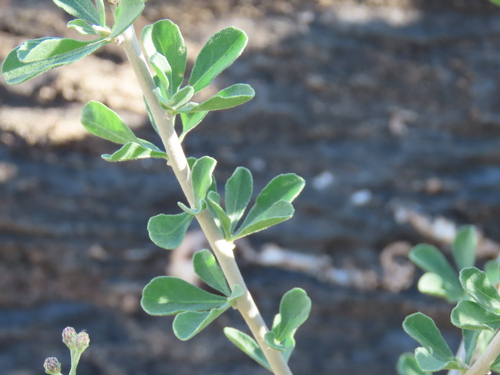 Image of Orbivestus cinerascens by no rights reserved