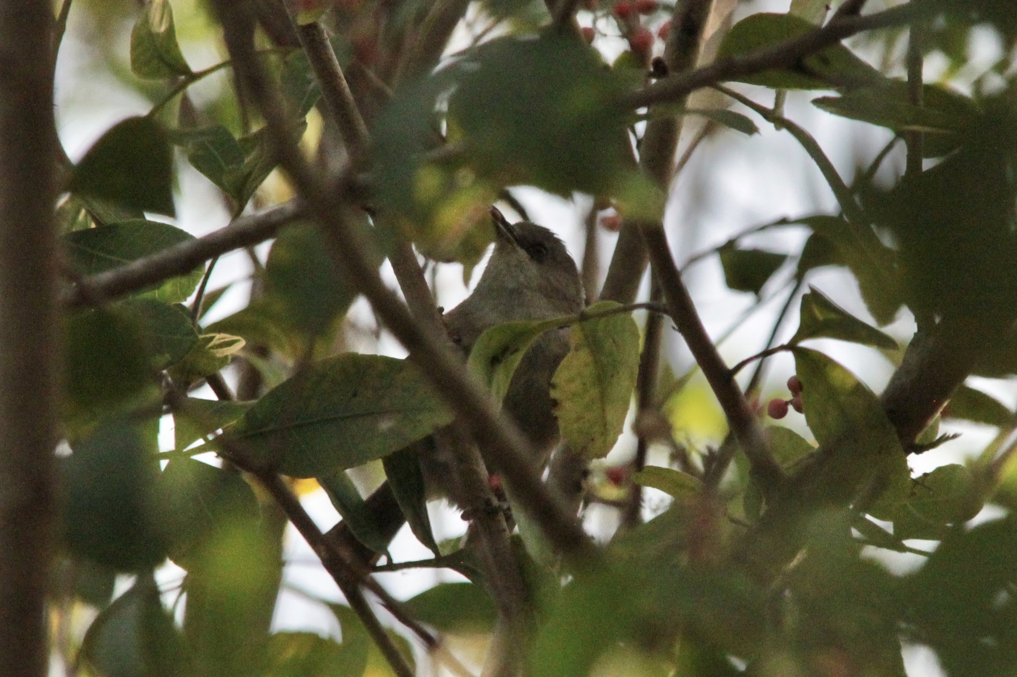 Reunion Grey White-eye (Zosterops borbonicus), photo 9