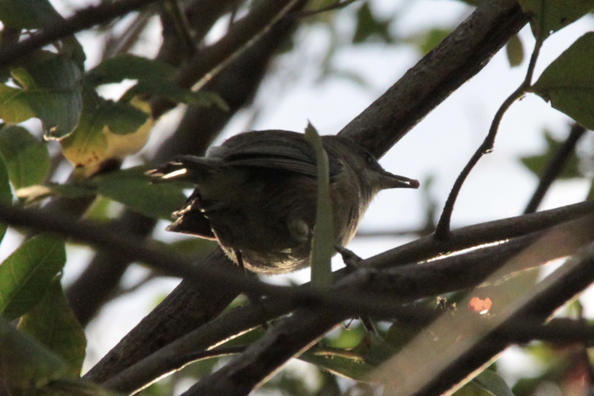 Reunion Grey White-eye (Zosterops borbonicus), photo 10